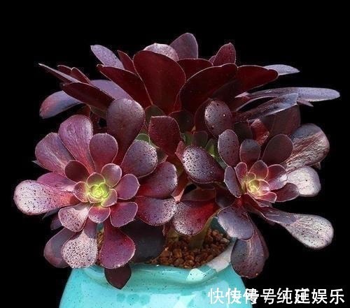 多肉植物|喜欢养多肉就挑漂亮的养,12款迷人的紫色多肉,好看还好养