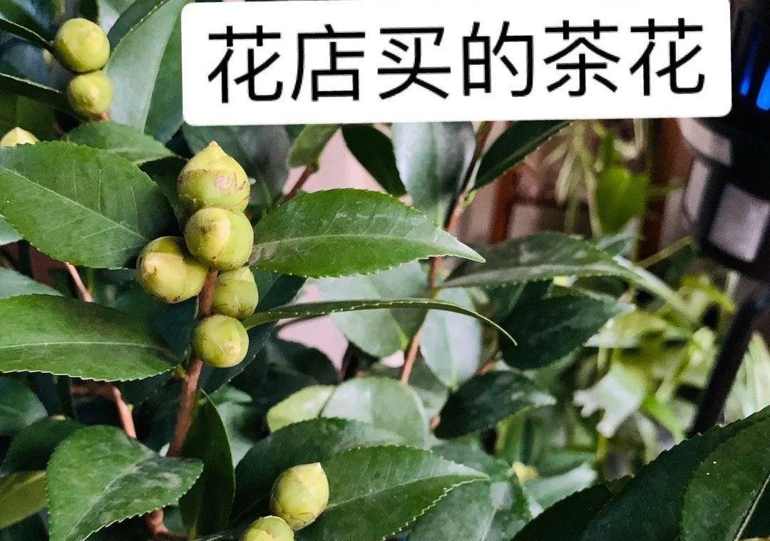 5种花不敢买，秋天死太快，养不活惹一肚子气