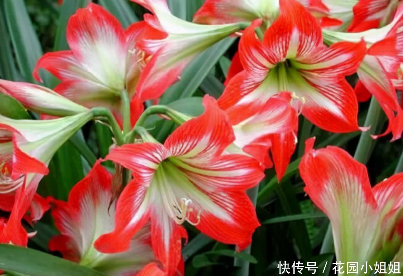 初夏养朱顶红,“6细节、2注意”学到手,开出大花朵