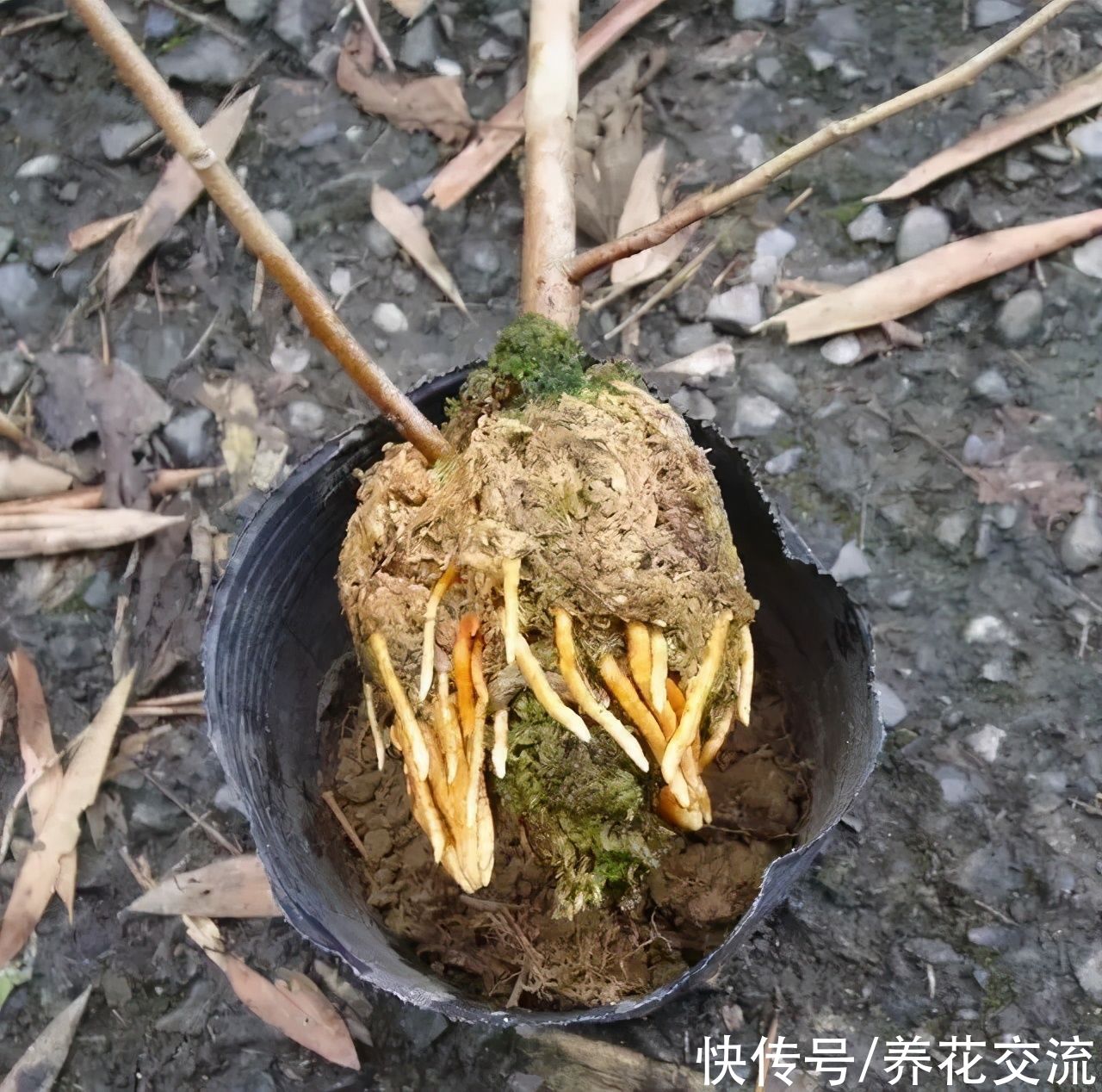 用水苔养花的6大好处，烂根植物轻松救活，枯萎的多肉能重新生根