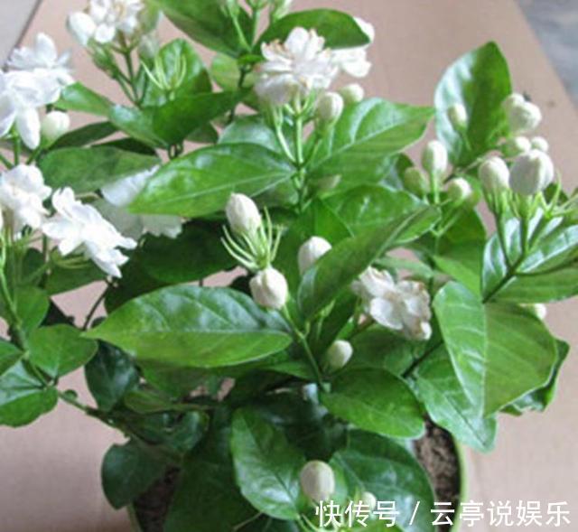 茉莉花|养好茉莉花,学会这4招,一年能开好几茬,比栀子花还香、还漂亮
