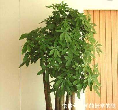 越来越多人养此“2种树”，寓意好！以后别说家里不种树了！