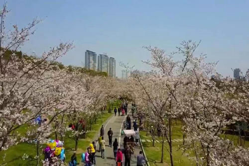 又到赏樱的季节了，无锡这三处地方可不要错过，春游记得打卡