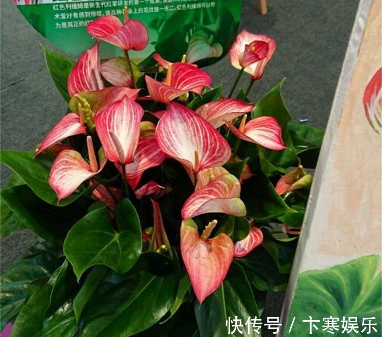 植物|想要红掌长得好,这些施肥技巧少不了,简单实用效果好,一学就会