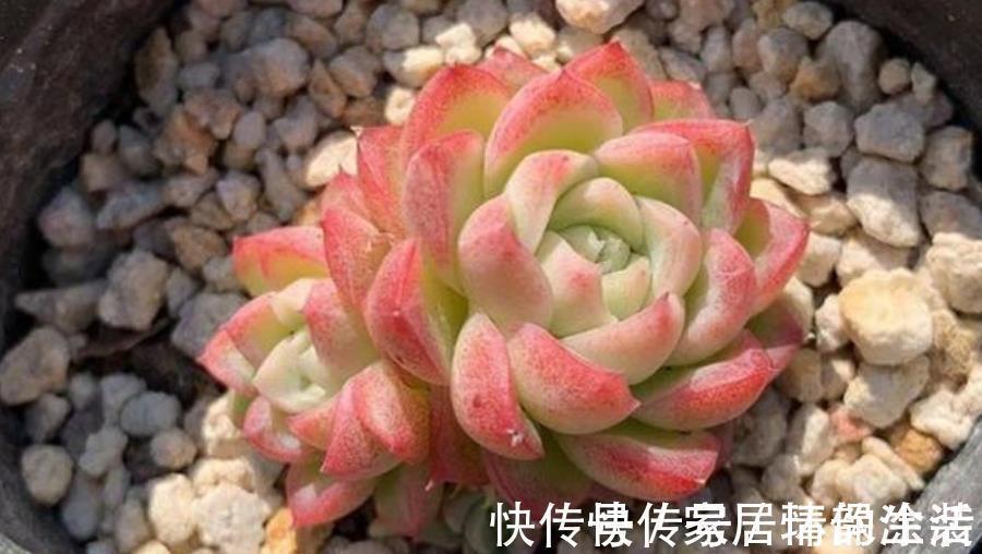 叶片|推荐5款“女王”多肉,每一种都好看,皮实好养,总有一款适合你