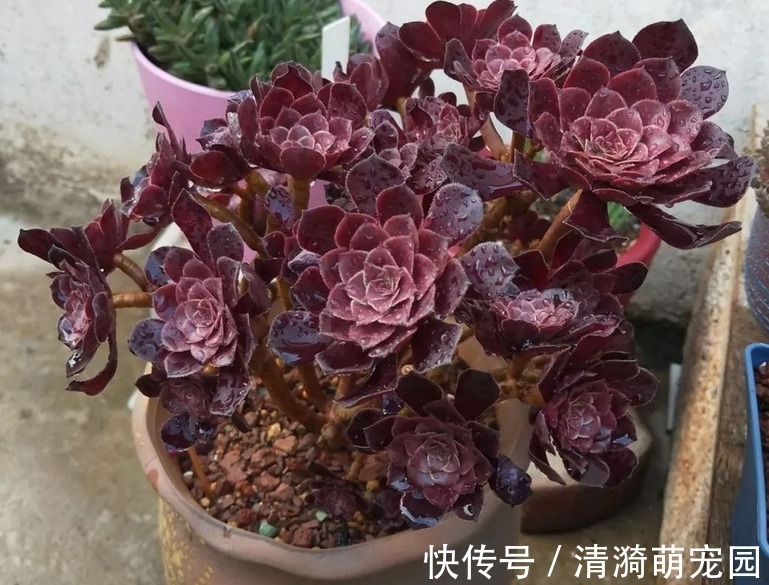 夏季|夏季养殖多肉法师，多注意这3点，植株长得壮实，更易出状态