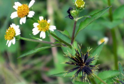 急性阑尾炎|农村到处都是宝，3种野草，农民恨之入骨，可药用，是治病的良方