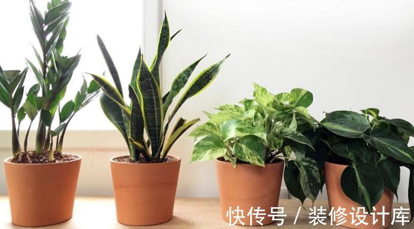 植物|浇花，用好这4种“水”，效果就像打了激素，刺激植物疯长