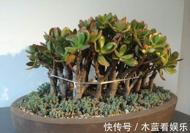 修剪|玉树这样“修剪”才能茎秆粗壮,“玉树临风”,花开不败