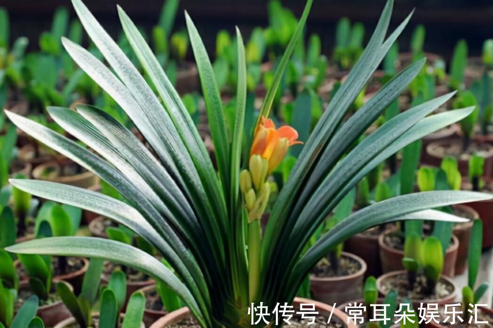 浇水|4个“因素”影响君子兰开花,如果操作不当,就会出现“夹箭”