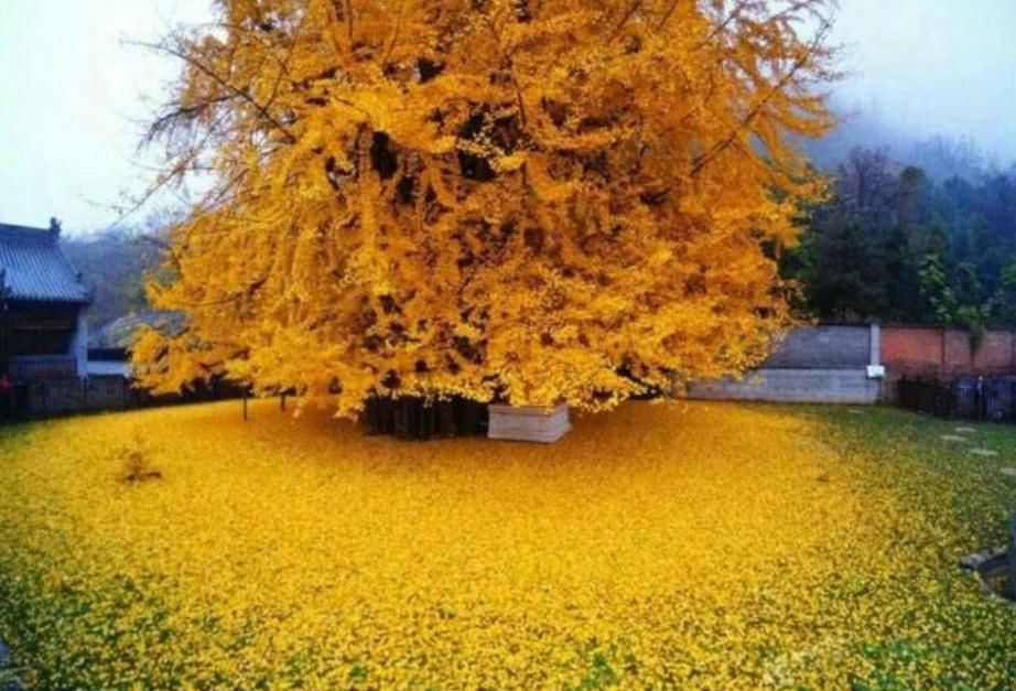  门前|古语说“门前有三树，家兴富三世”，是哪三种树？古人的美好寓意