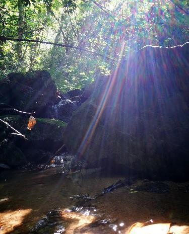 龙根|兰花龙根苗是个什么鬼为什么那么多人想谋一棵龙根，其实不稀奇