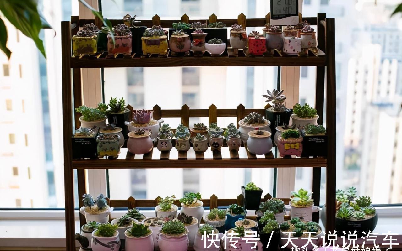 11种花不能被雨淋,就算秋冬季节也不行,再不往回搬,后悔就晚了