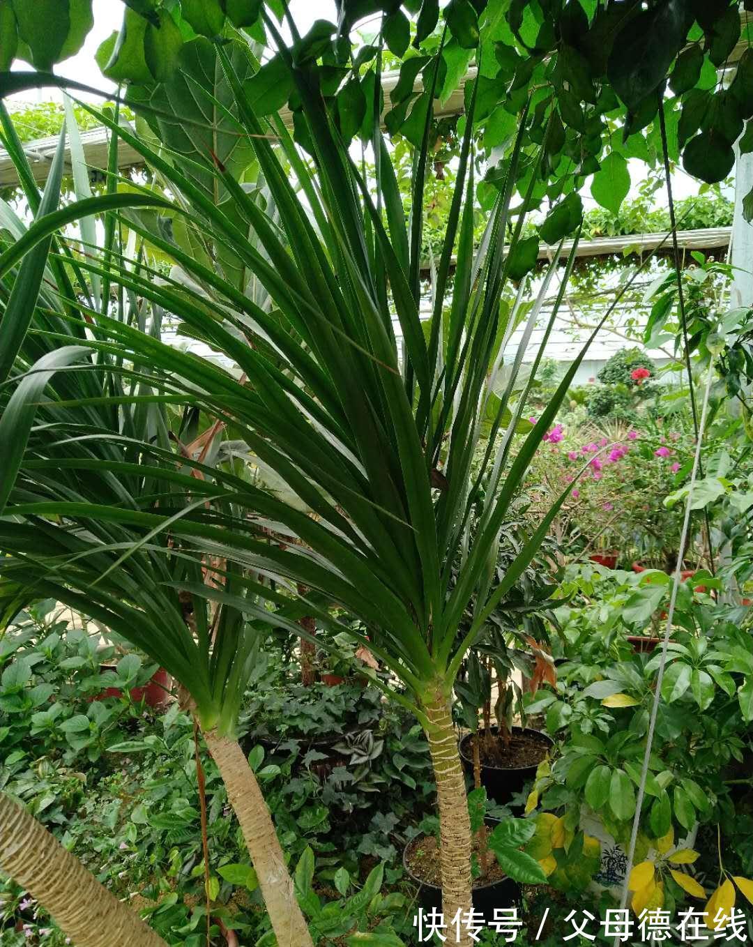 热带物种龙血树总养不好,注意这些,植株挺拔壮实叶浓绿