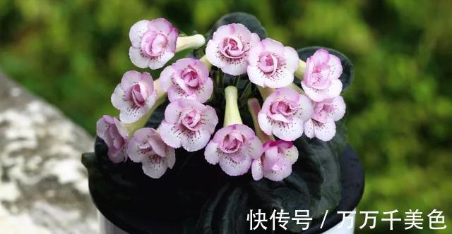 花卉|3种耐阴植物,还是同科的“亲戚”,养殖在北阳台上,照样开满花