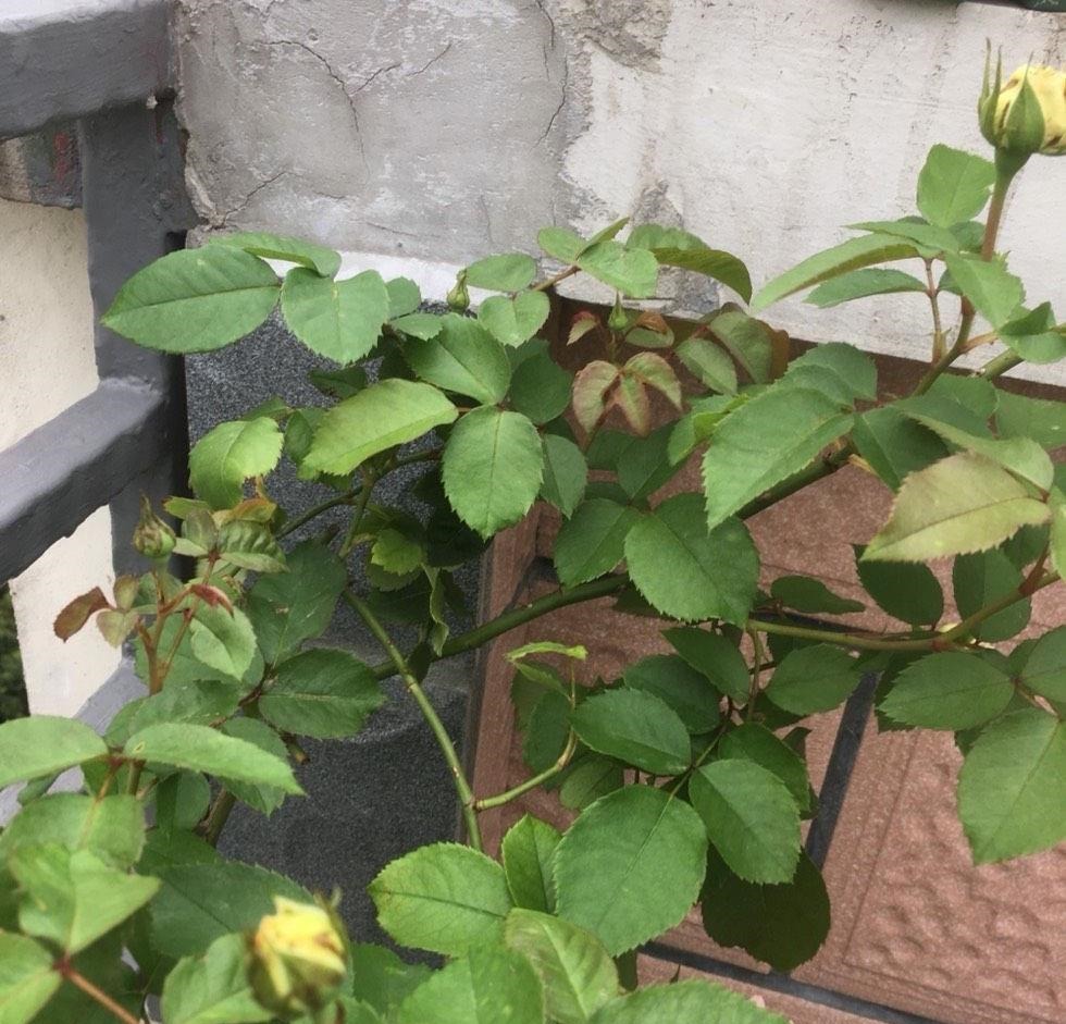 月季这样养,叶子一直绿油油的,满头花苞,美不胜收