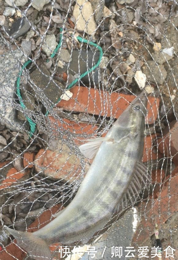 凶猛梭鲈鱼入侵山东多地,临沂钓鱼人:钓了几条,以为是鳜鱼