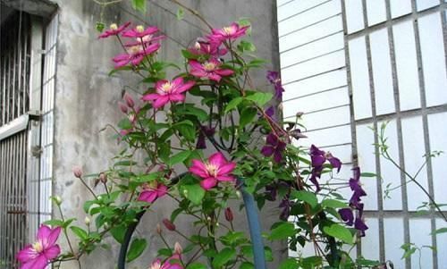 春天|一到春天,疯花3354铁莲,天气变暖,就长成花墙,比玫瑰更漂亮