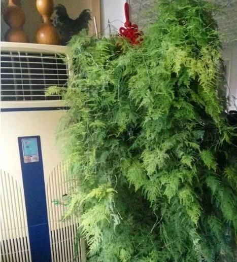 地方|家中这“4个地方”,万万别“养花”,不然黄叶还烂根,赶紧搬走