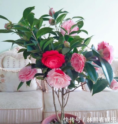 长寿花|养花就养这几款，全年开花不停，花型圆滚惹人爱，值得拥有