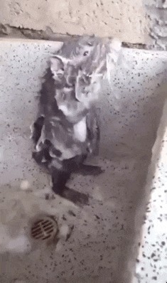 |搞笑GIF动态图:兄弟到底是怎么找到这么聪明的女朋友的?