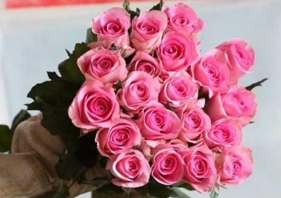 喜欢菊花,不如养盆精品玫瑰影星玫瑰,