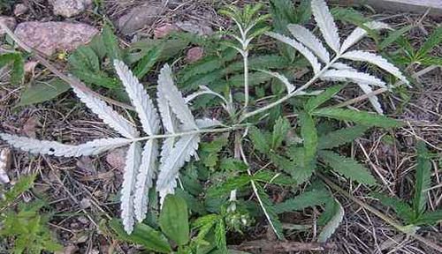 这种野草全身都是宝，嫩茎是野菜根部能生吃，价值高你见过吗？