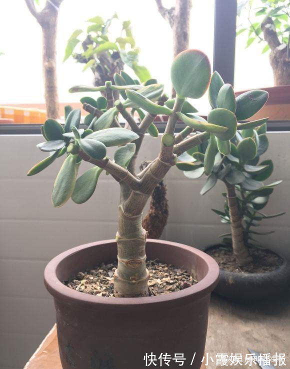 秋季玉树长的快,做到“1剪2喂”,主干变老桩,新叶又胖又圆