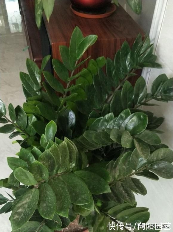别再养发财树了，试试“金钱树”，不黄叶，栽到盆里就发芽