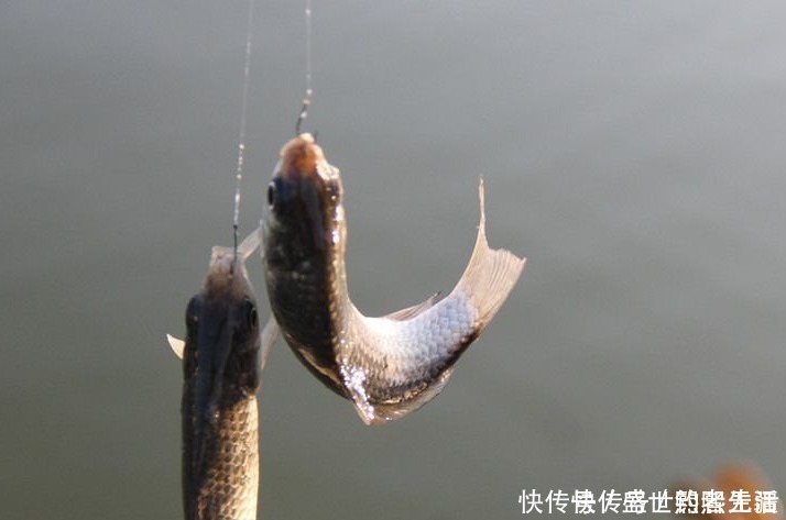 钓法|还在为钩距设定多少苦恼?教你轻松应对——盛世三渔