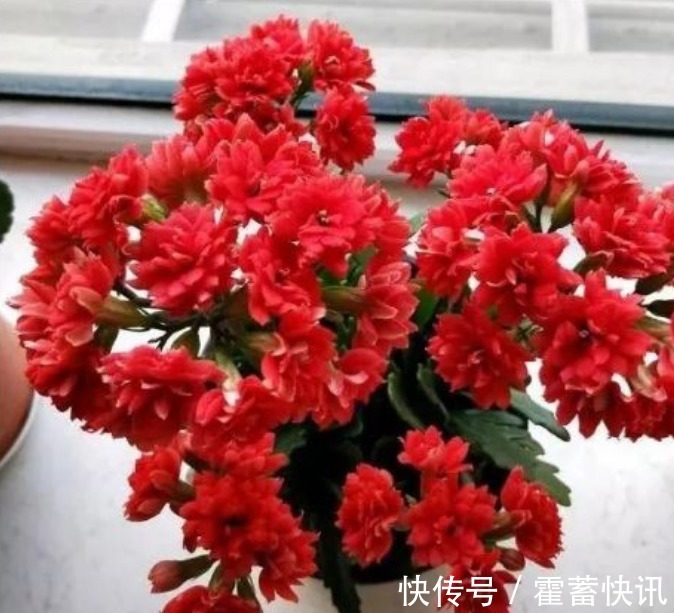 长寿花|“4种花”寓意好，招财、旺家好兆头，开花还多，越养越喜欢！