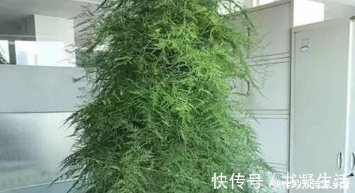 养文竹做好2点，枝叶层层叠加，呼呼长成一棵“大树”