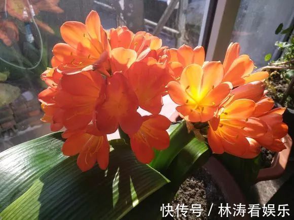 君子兰开花“讲究大”，简单改一改，花箭呼呼冒，花比拳头大！