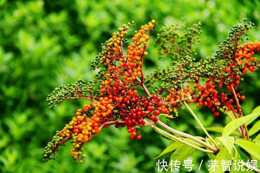 草药|一分钱不花就可治疗颈椎病腰椎病的草药,血满草,接骨草