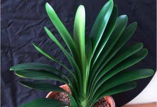 君子兰喜欢1种肥,盆土里挖洞埋一点,叶子比花美!
