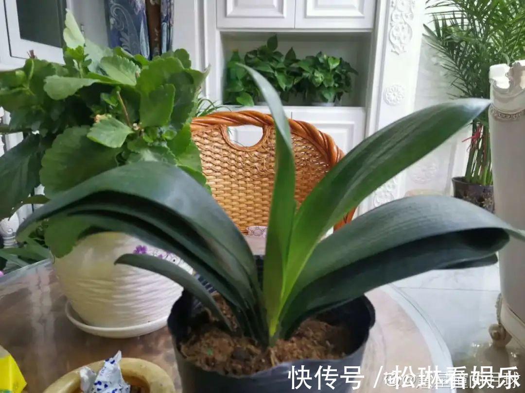 休眠|家里有这7种花,少浇水、不能晒,天热要休眠!