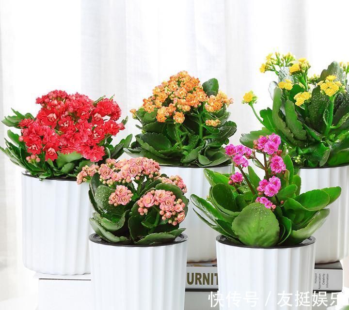 牡丹花|快扔掉家中发财树,真正好看还能净化空气的是这几种,高级又漂亮