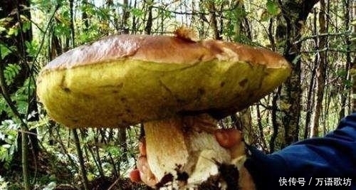 如果一头生活在核辐射禁区的狼跑了出来,会发生什么?