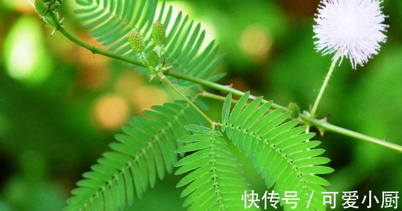 家有此草如有一宝，此草不仅能够在家对人撒娇，还可准确预测地震