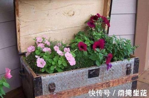 花盆|除了花盆之外,这些东西也是绝佳的养花神器,你用过吗?