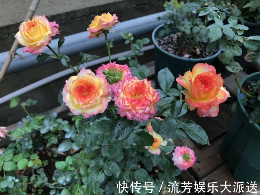 绿萝|别忘绿萝吊兰了,此款盆栽绿植,花美若玫瑰,四季开花,还很好养
