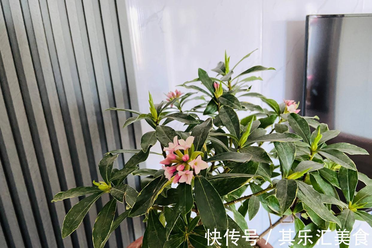 有3种花,花开满室很好打理,名字很吉祥喜庆能净化空气