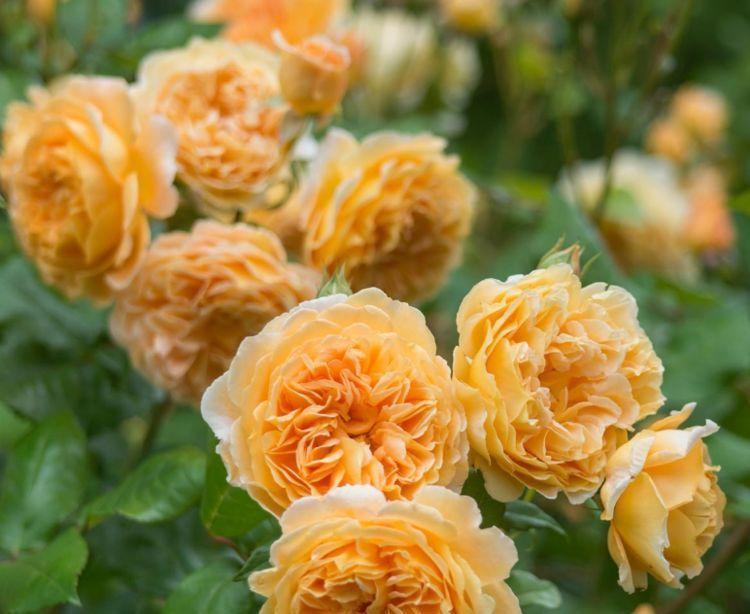 几款花卉,花开繁盛花香怡人,花朵层层交叠,烂漫迷人眼