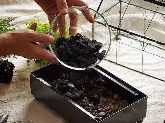 5种东西放进花盆,你的花也会像邻居家的花一样越长越“旺”