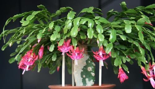 将这些植物养殖在卧室里面，让你一觉睡到大天亮！