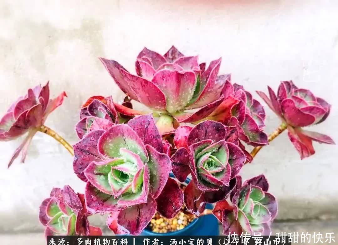 蚧壳虫|远嫁他乡,多肉是我孤寂时最美的陪伴!