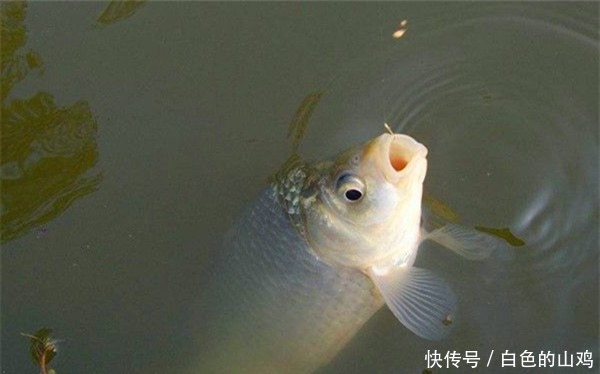 惊蛰之后钓浅滩,注意不是水浅就叫浅滩,这样的地形才有鱼群!