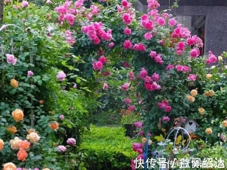 光照|最有仙气的4种花,迷人的花朵,开满整个花盆,美不胜收