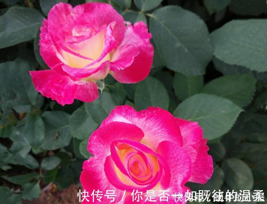 花卉|世上最美最香的两种花，美如西施，香过桂花，养殖简单又容易