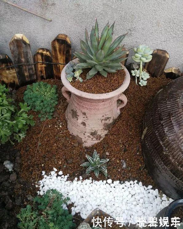 养花技巧 捡来的酒坛 破缸种多肉 1分钱不花 变出一个小花园 粉紫色 养花技巧 捡来的酒坛 破缸种多肉 1分钱不花 变出一个小花园 粉紫色